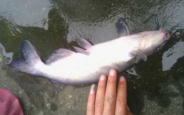 鮰鱼喜欢吃什么饵料?