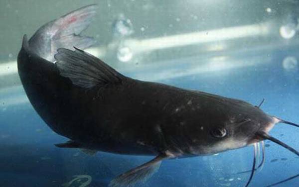 鮰鱼喜欢吃什么饵料?