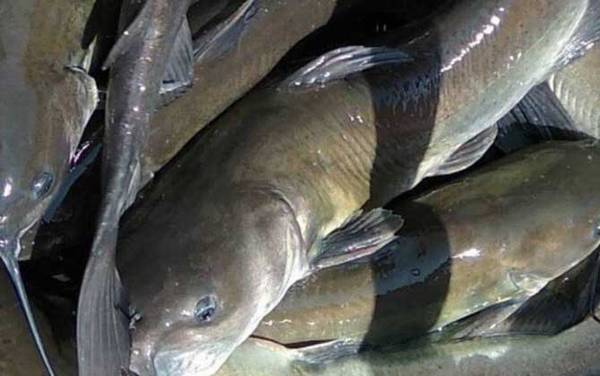 钓鮰鱼用什么饵料最好?