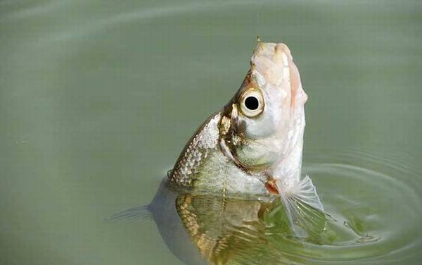 钓翘嘴鱼的最佳饵料是什么?