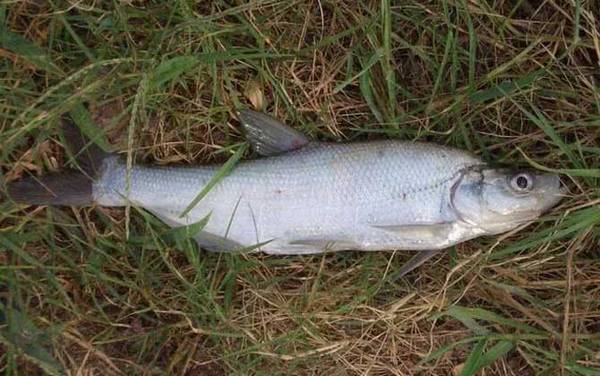 钓翘嘴鱼的最佳饵料是什么?