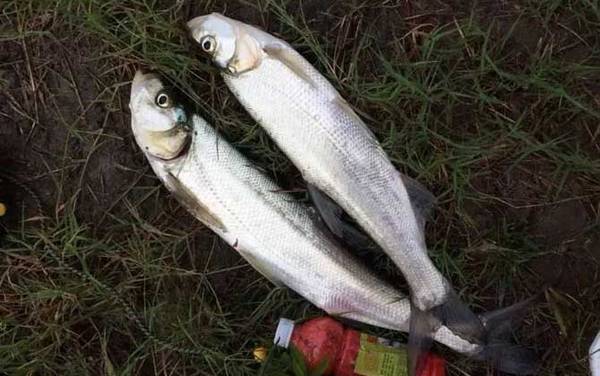 钓翘嘴鱼的最佳饵料是什么?