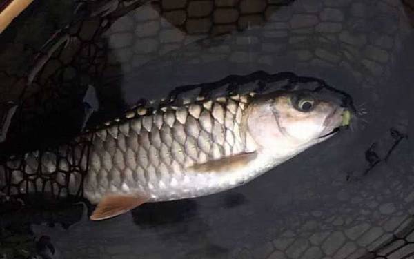 野钓军鱼用什么饵料最佳?