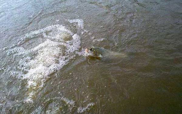野钓军鱼用什么饵料最佳?