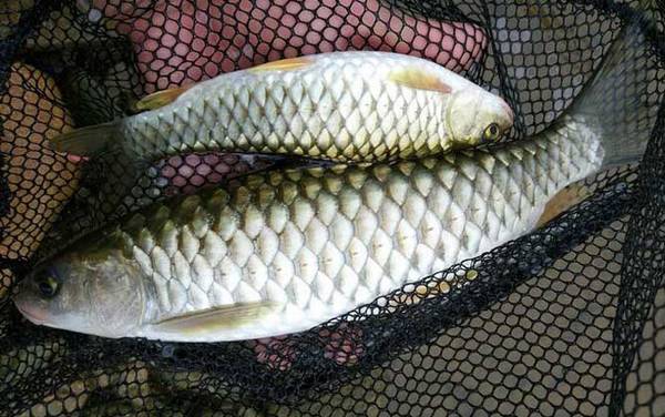 手竿钓军鱼用什么饵料?