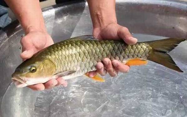 手竿钓军鱼用什么饵料?