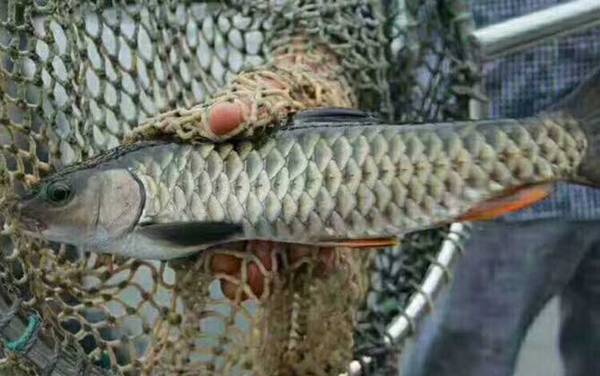 手竿钓军鱼用什么饵料?