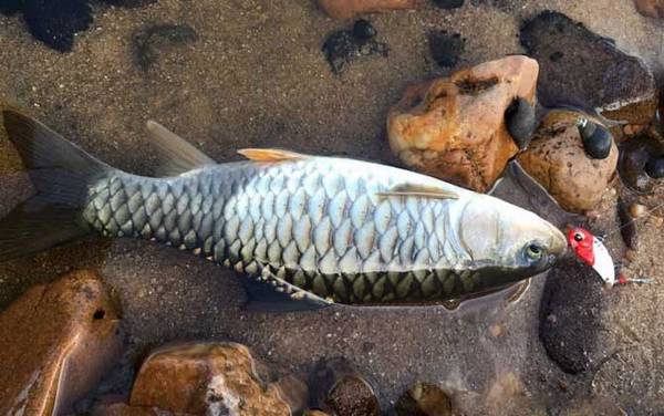 钓军鱼用什么假饵最好?