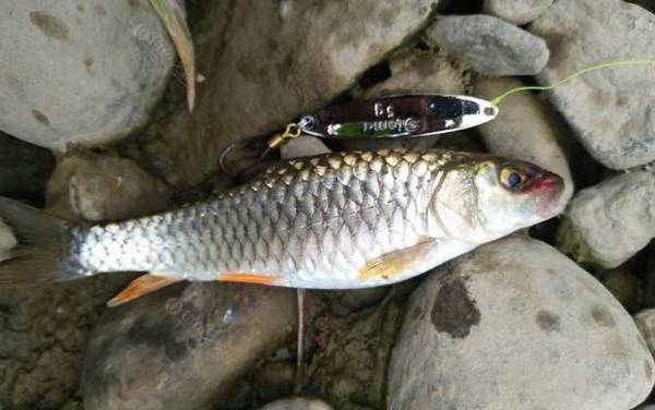 钓军鱼用什么假饵最好?