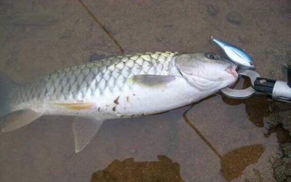 钓军鱼用什么假饵最好?