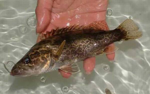 鳜鱼用什么饵钓比较好?