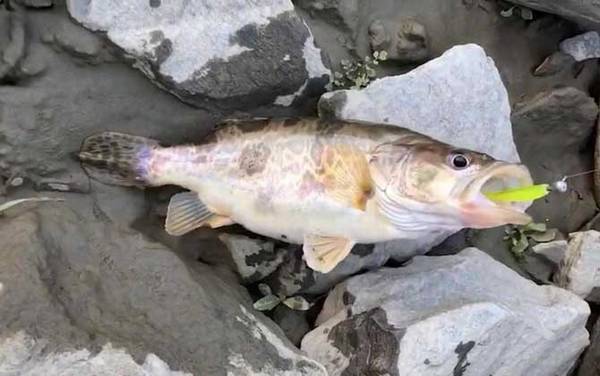 野钓鳜鱼用什么饵料最佳?