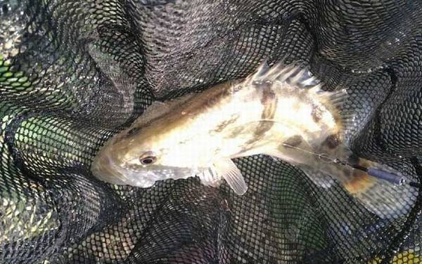 野钓鳜鱼用什么饵料最佳?