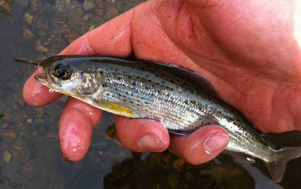 钓鳟鱼用什么鱼饵最好?