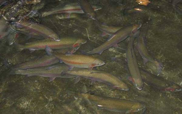 钓鳟鱼用什么鱼饵最好?