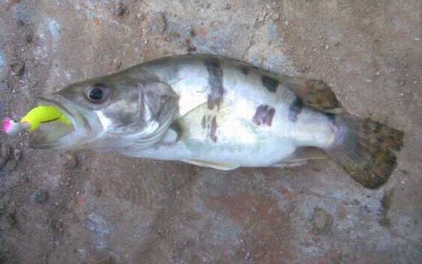 野钓鳜鱼用什么饵料最佳?