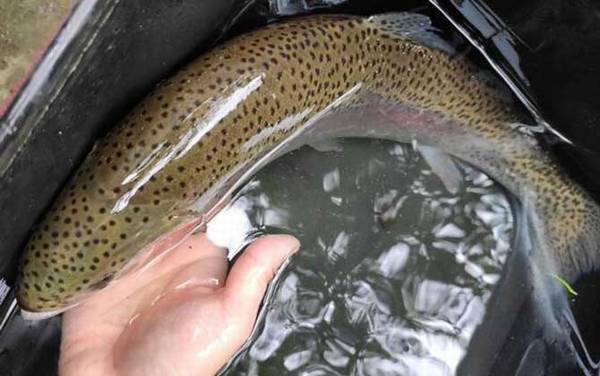 路亚钓鳟鱼用什么拟饵好?