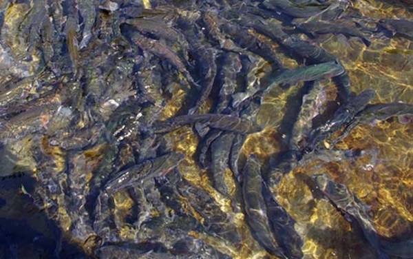 路亚钓鳟鱼用什么拟饵好?