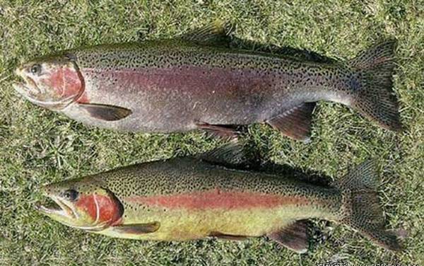 虹鳟鱼一般吃什么路亚饵?