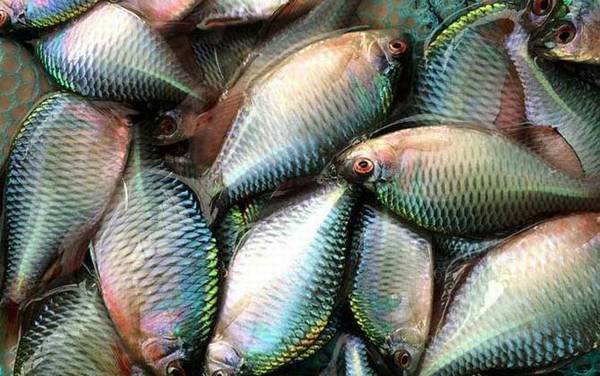 地笼抓鳑鲏鱼用什么饵料最好?