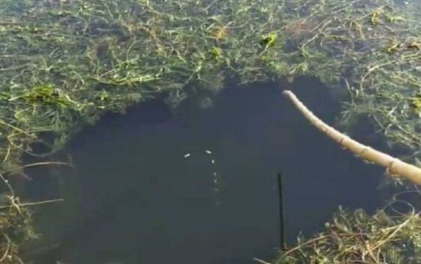 秋季传统钓鲫鱼用什么饵料?