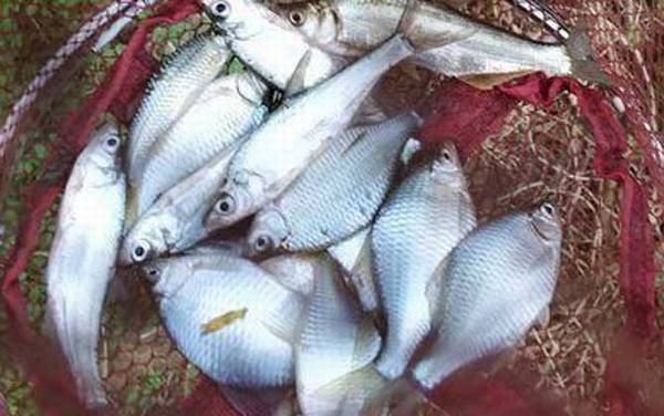 地笼抓鳑鲏鱼用什么饵料最好?