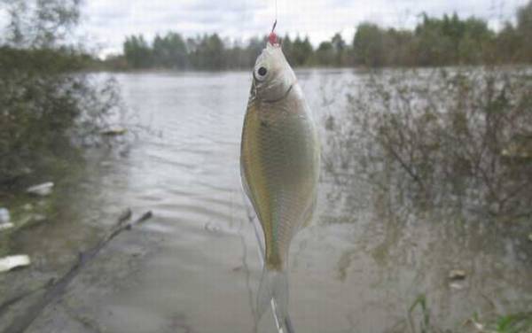 钓鳑鲏鱼用什么饵料最好?