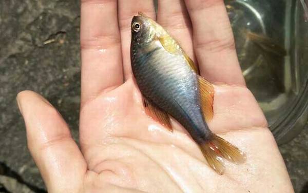 钓鳑鲏鱼用什么饵料最好?