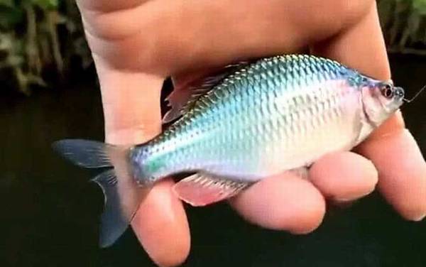 钓鳑鲏鱼用什么饵料最好?