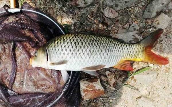 野钓鲤鱼打窝技巧及饵料配方