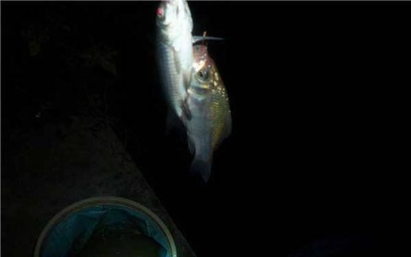 野河夜钓用什么饵料?