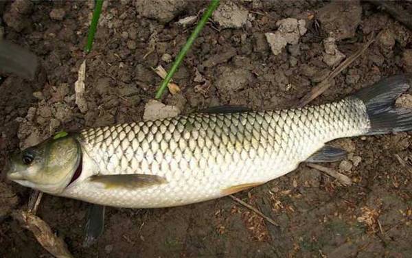 酒米打窝可以钓哪些鱼?