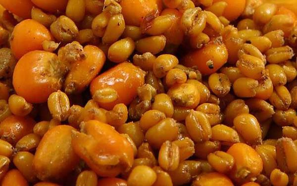 钓鱼窝料是什么意思?