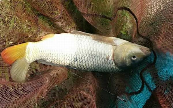 五谷杂粮窝料钓什么鱼?