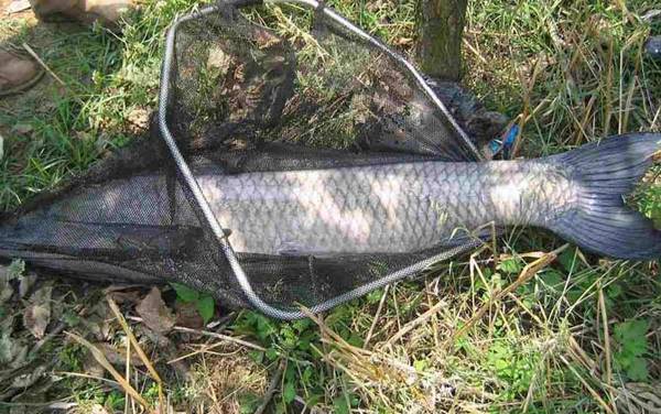 五谷杂粮窝料钓什么鱼?