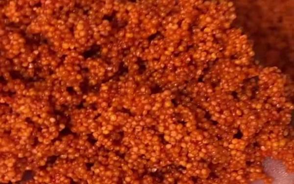 酒米打窝钓引诱哪些鱼?