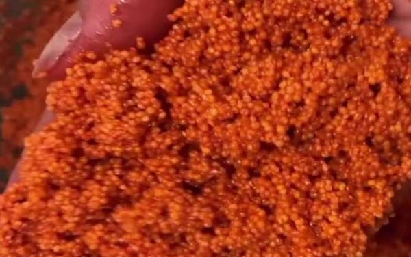 酒米打窝用什么饵料钓鱼?