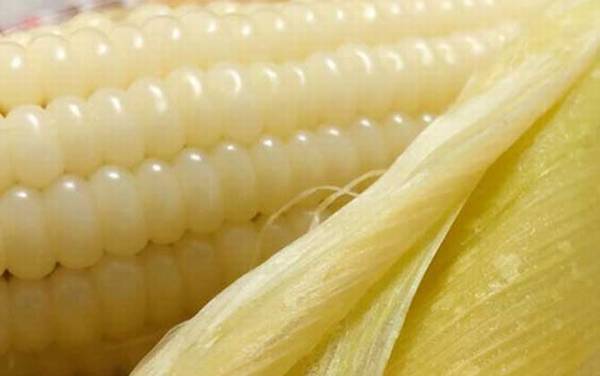 玉米煮多久会熟?