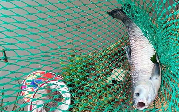 玉米钓鱼能钓什么鱼?