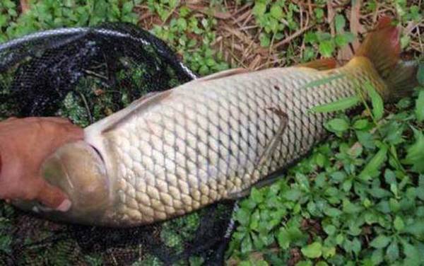 老坛玉米能钓哪些鱼?