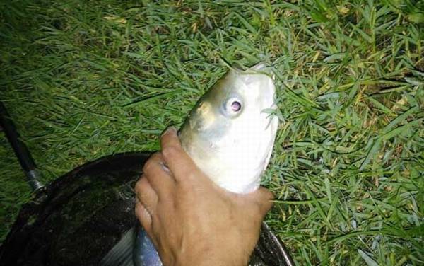 钓鲢鳙最好的成品饵料是哪款?