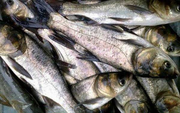 钓鲢鳙最好的饵料配方