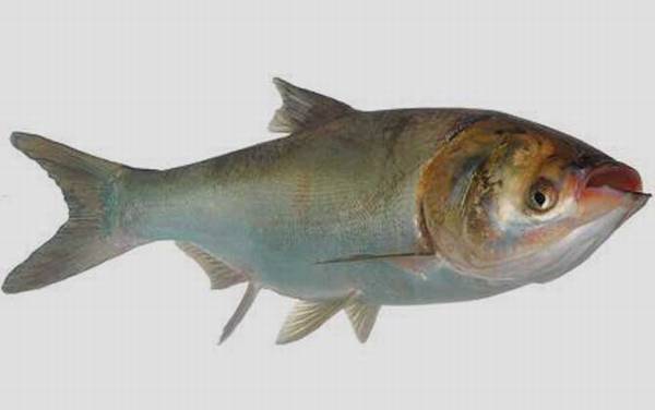 钓鲢鳙用什么饵料最好?