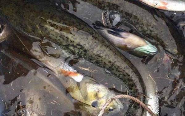 鲶鱼用什么饵料钓最好?