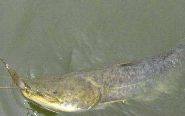 用什么饵料钓鲶鱼最快?