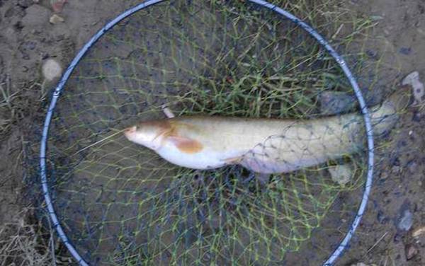 钓鲶鱼特效饵是什么饵?