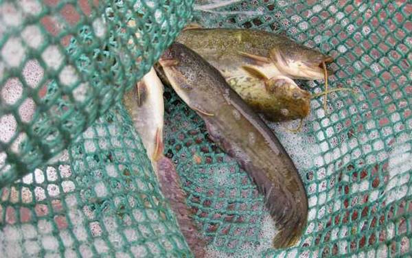 钓鲶鱼特效饵是什么饵?