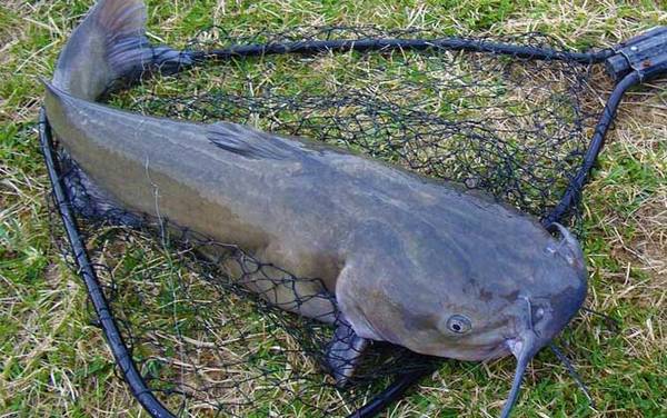 钓鲶鱼用什么窝料效果好?