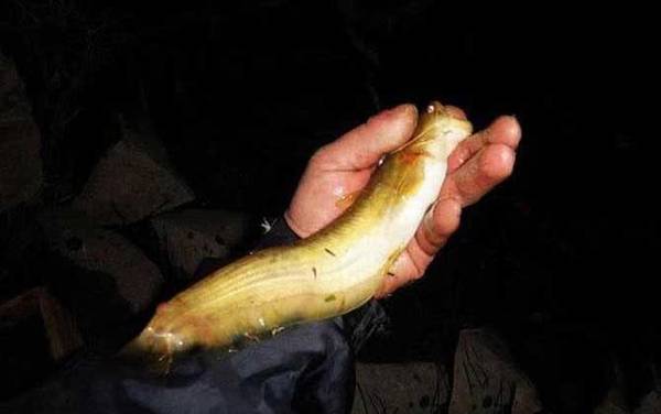 钓塘角鱼用什么饵最好?