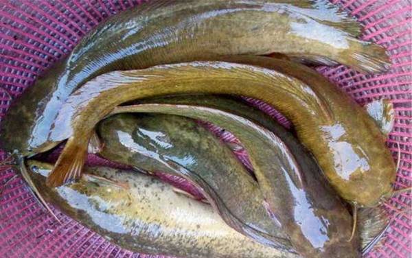 胡子鲶鱼用什么鱼饵最好钓?